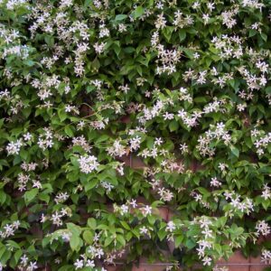 jasmin