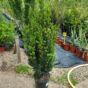 Taxus baccata 90+ cm