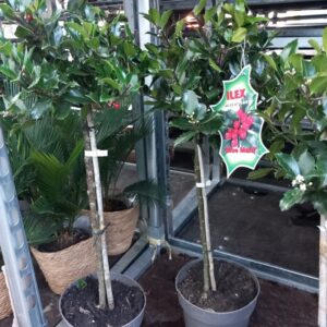 Božikovina - Ilex na štapu
