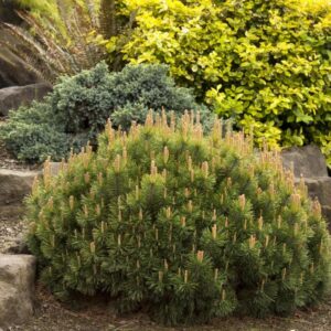 Patuljasti bor - Pinus Mugo