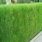 Tuja Kompakta Aurea