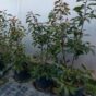 Fotinija multi-stem forma