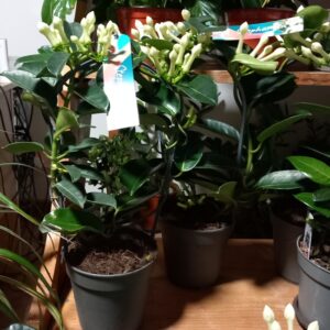 Madagaskarski Jasmin