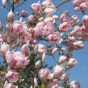Roze magnolija