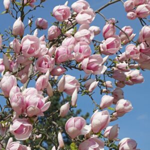 Roze magnolija