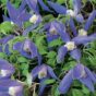 Clematis Alpina