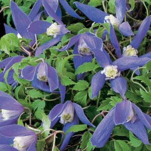Clematis Alpina