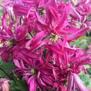 Clematis "Rosalyn"