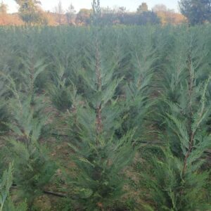 Cupressocyparis Leylandii 110 cm