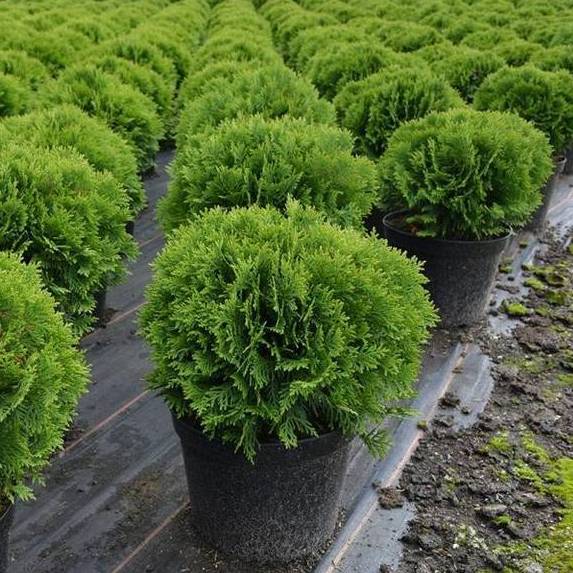 thuja-danica