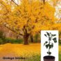 Ginko sadnica