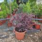 Loropetalum chinense Black Pearl