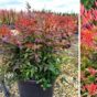 Nandina
