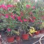 oleander