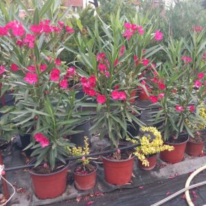 oleander