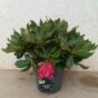 Rododendron baštenski crveni