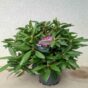 Rododendron baštenski rozi