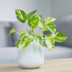 Epipremnum aureum mala