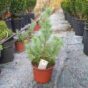 Bor Pinus pinea Silver Crest