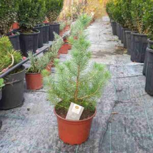 Bor Pinus pinea Silver Crest