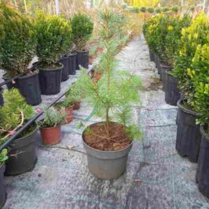 Bor Pinus Strobus nana