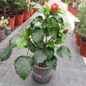 Tropski Hibiskus
