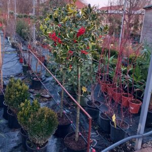Božikovina - Ilex na štapu šareni