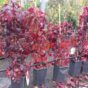 Parthenocissus tric. Veitchii