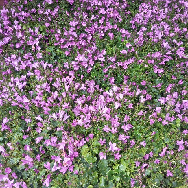 campanula pink