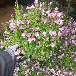 Karpatska zvončica pink