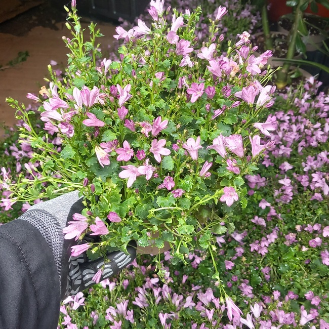 campanulla pink