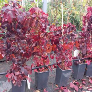 Parthenocissus tric. Veitchii