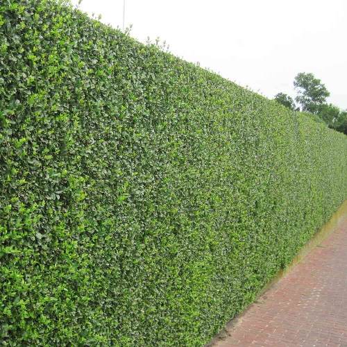ukrasni-grmovi-ziva-ograda-ligustrum