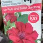 Clematis crveni