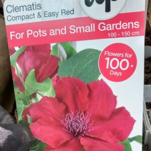 Clematis crveni