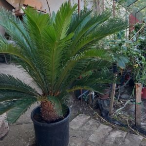 Cikas Palma 1 metar