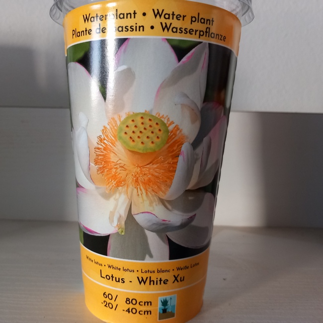 lotus white xu