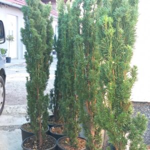 Taxus baccata 130+ cm stubasta